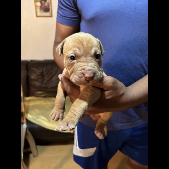Shar Pei - Both