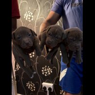 Shar Pei - Both