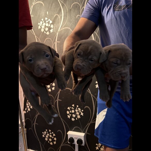 Shar Pei - Both