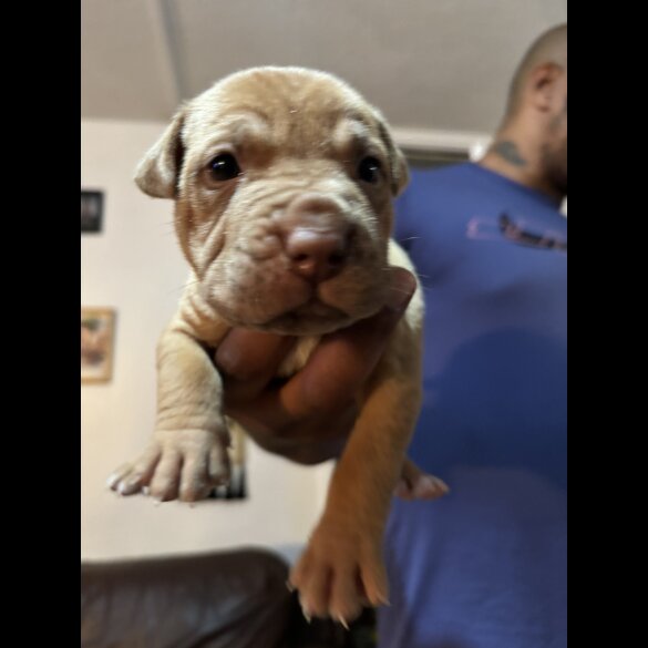 Shar Pei - Both