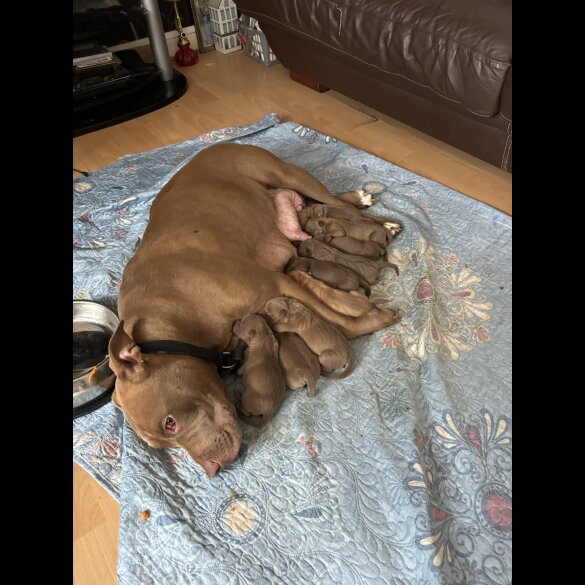 Shar Pei - Both
