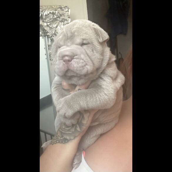 Shar Pei - Both