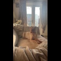Shar Pei - Both