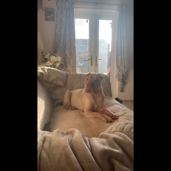 Shar Pei - Both