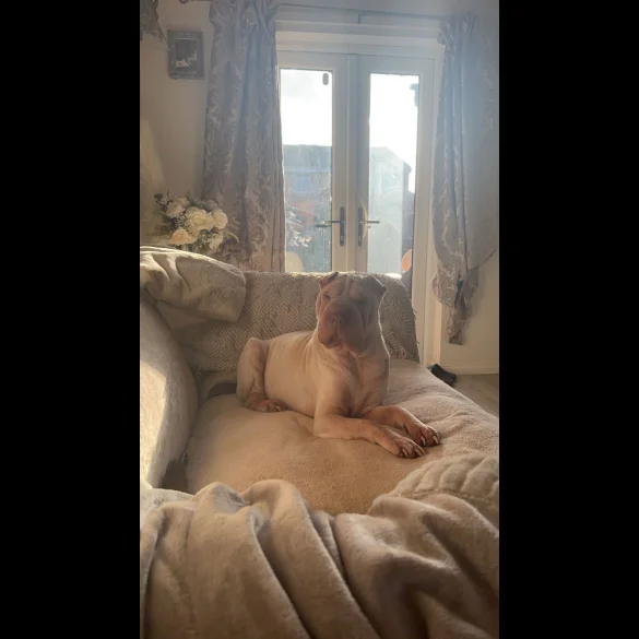 Shar Pei - Both