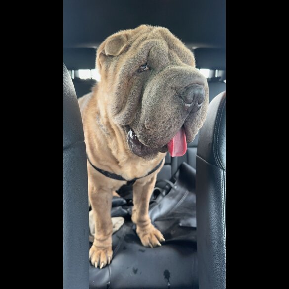 Shar Pei - Both