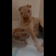 Shar Pei - Both