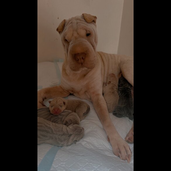 Shar Pei - Both