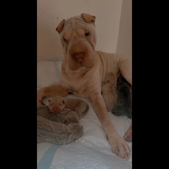 Shar Pei - Both