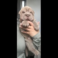 Shar Pei - Both