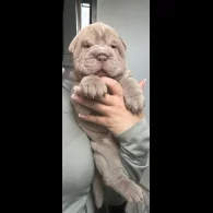 Shar Pei - Both