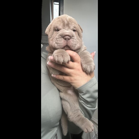 Shar Pei - Both