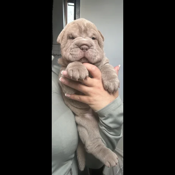 Shar Pei - Both
