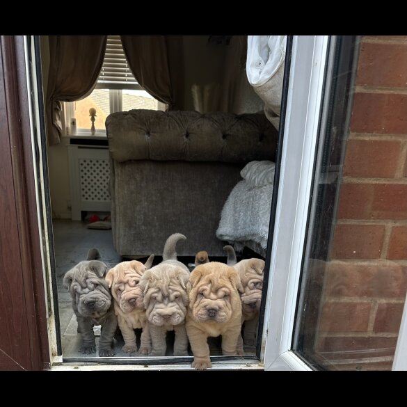 Shar Pei - Both