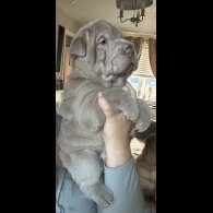Shar Pei - Both