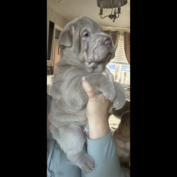 Shar Pei - Both