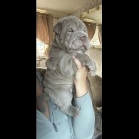 Shar Pei - Both