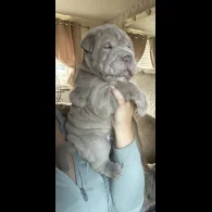 Shar Pei - Both