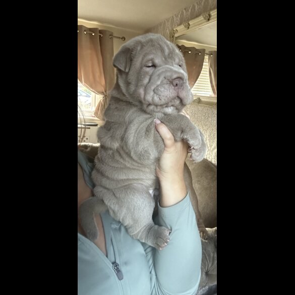 Shar Pei - Both