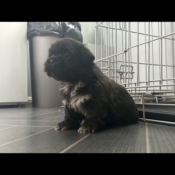 Shih Tzu - Both