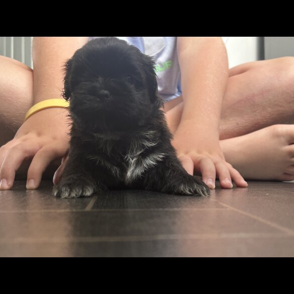 Shih Tzu - Both