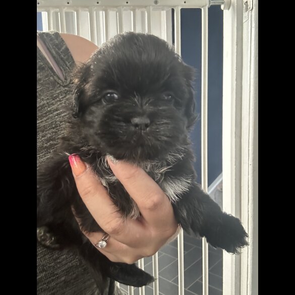 Shih Tzu - Both