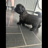Shih Tzu - Both