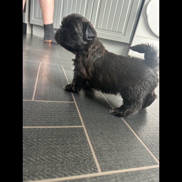 Shih Tzu - Both