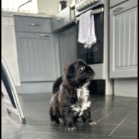 Shih Tzu - Both