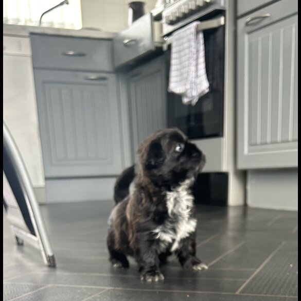 Shih Tzu - Both