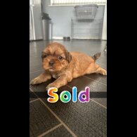 Shih Tzu - Both