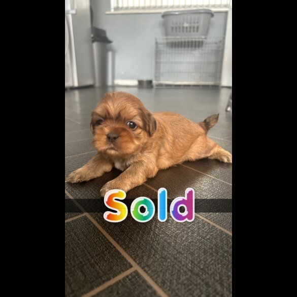 Shih Tzu - Both
