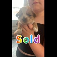 Shih Tzu - Both