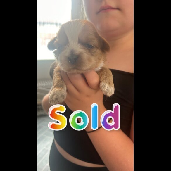 Shih Tzu - Both