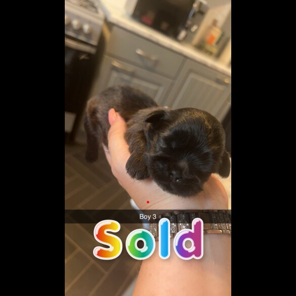 Shih Tzu - Both