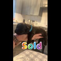Shih Tzu - Both