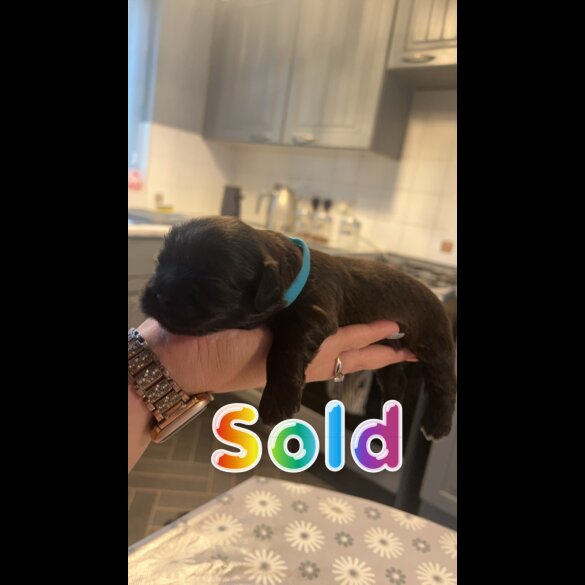 Shih Tzu - Both