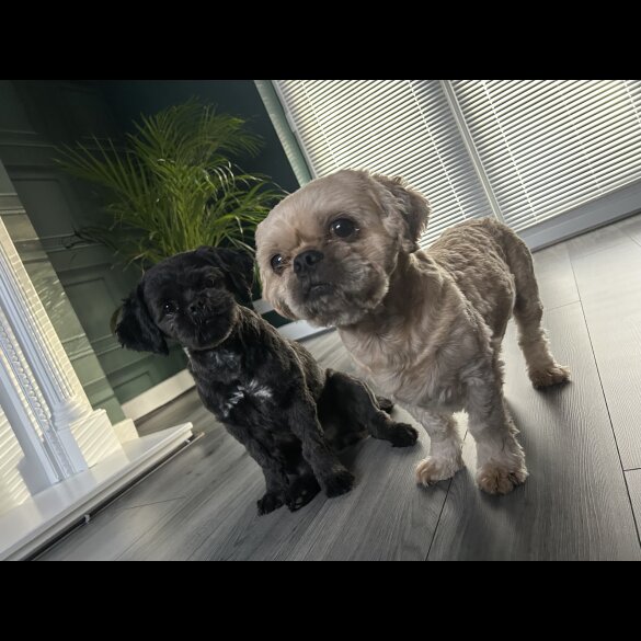 Shih Tzu - Both