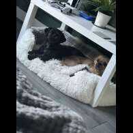 Shih Tzu - Both