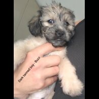 Shih Tzu - Both