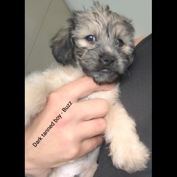 Shih Tzu - Both