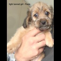 Shih Tzu - Both