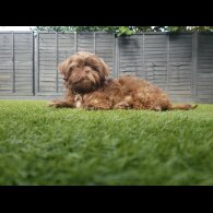 Shih Tzu - Both