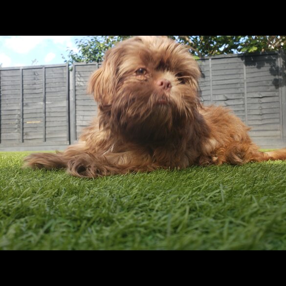 Shih Tzu - Both