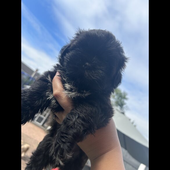 Shih Tzu - Both