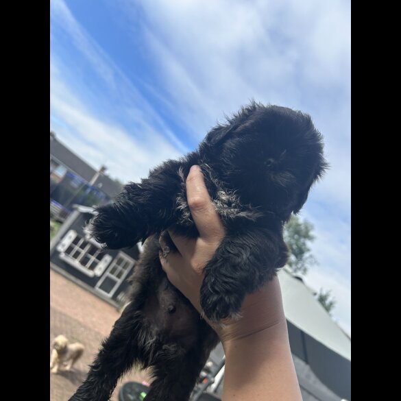 Shih Tzu - Both