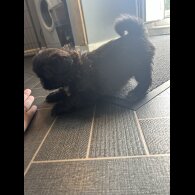 Shih Tzu - Both
