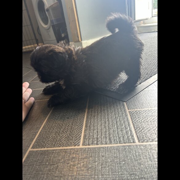Shih Tzu - Both