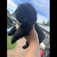 Shih Tzu - Both