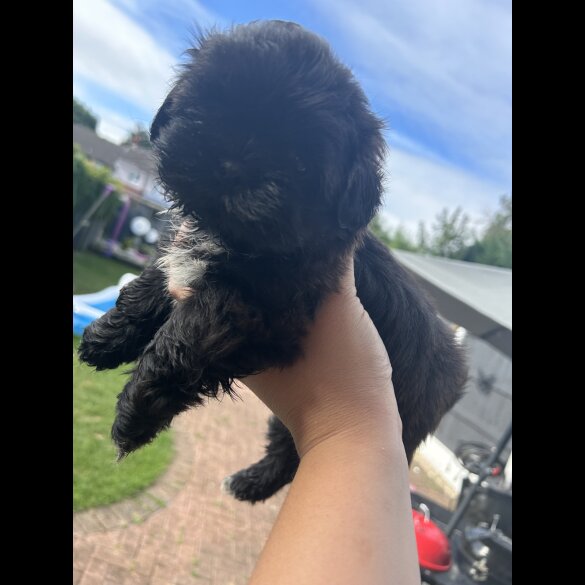 Shih Tzu - Both
